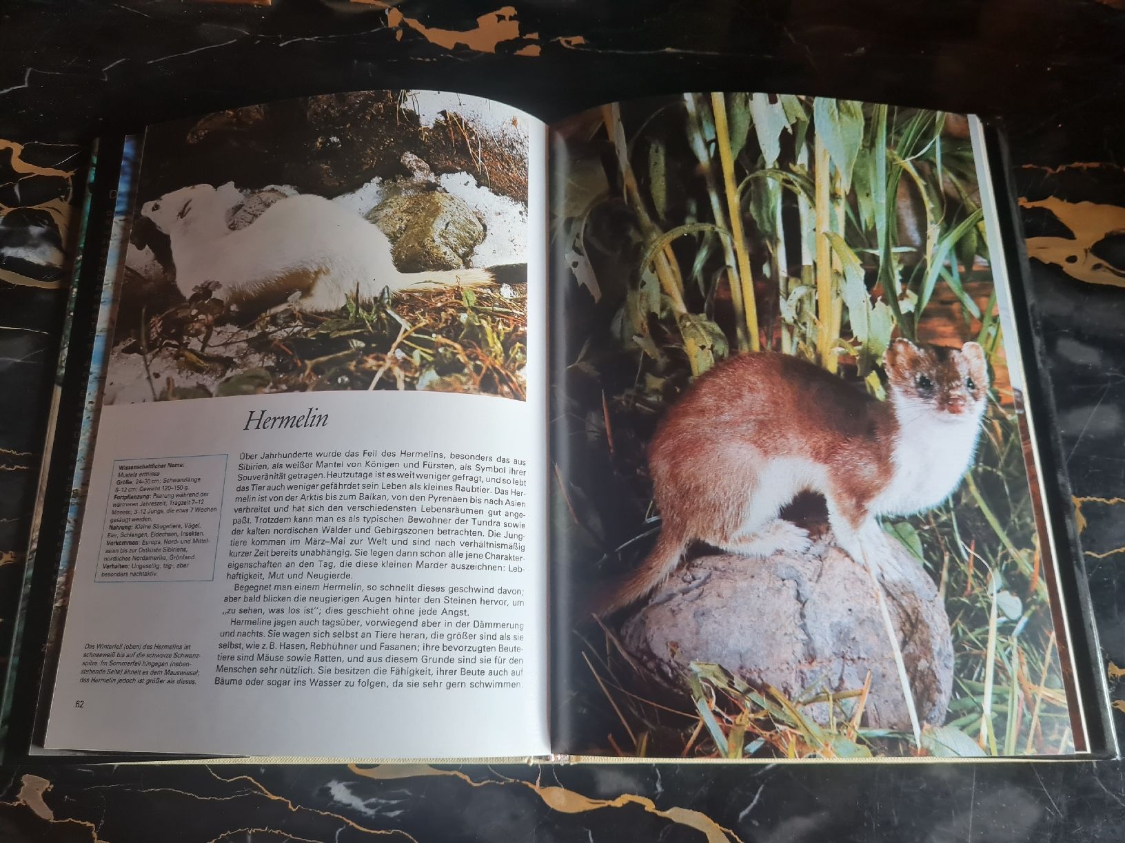 Libri: Die Welt der Tiere 4 Bände Herder Tierbücher – Usato da Bäretswil venduto da Rio. 2