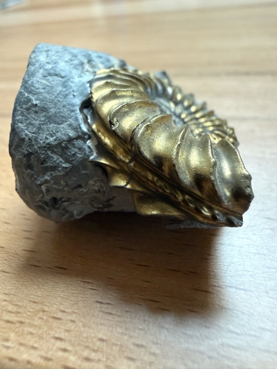 Fossiles: Pyritisierter Ammonit – D'occasion à Grenchen par Bastet007 6