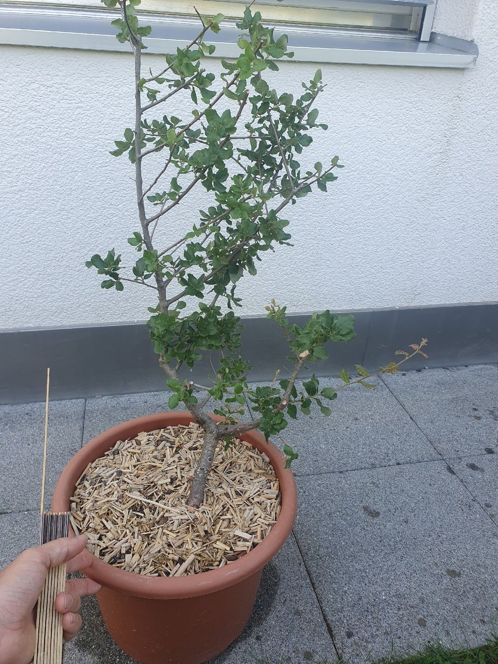 Pflanzen & Samen: Quercus suber, Korkeiche 2 Stück – Gebraucht aus Adligenswil von unterpalmen 5