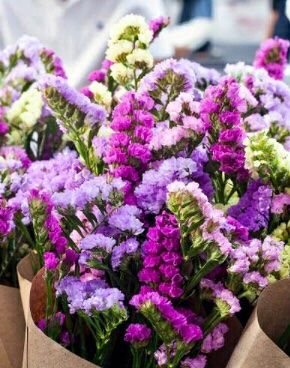 Piante & sementi: Ab 5.- fr 20 Samen Unsterbliche Blume: STATICE – Nuovo e nell'imballaggio originale da Rovio venduto da POSITIFFARTandPLANTS 3