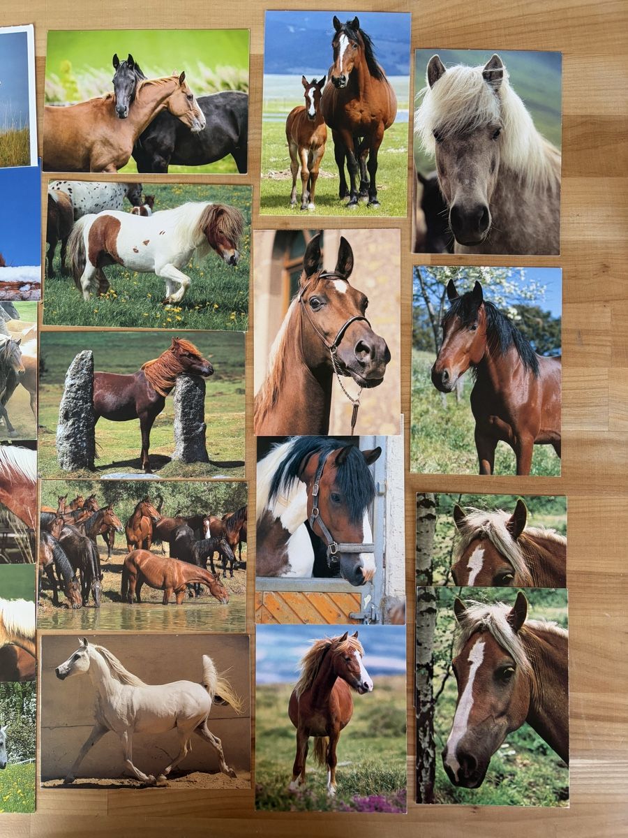 Cartoline postali: 25 AK mit Pferd Motiv – Usato da Rümlang venduto da Kartenpost1 2