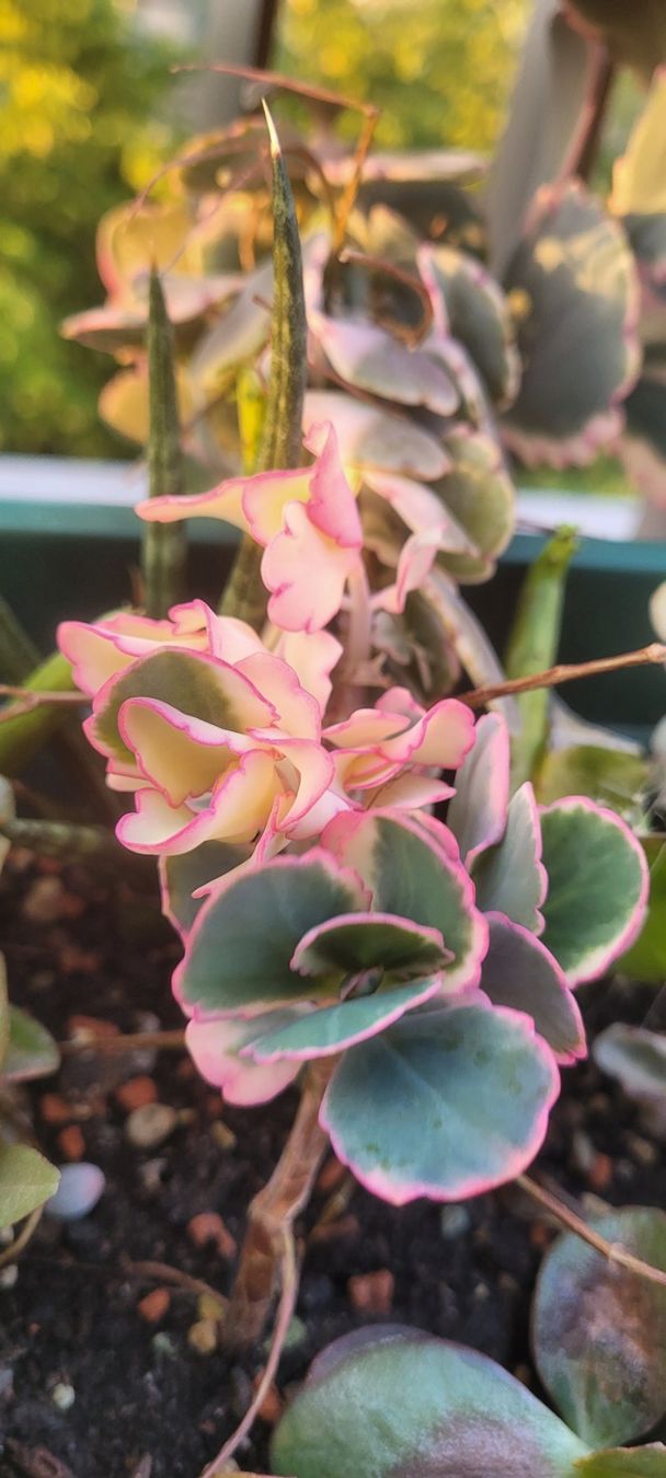 Piante & sementi: Kalanchoe Stecklinge – Nuovo (secondo la descrizione) da Zürich venduto da The_Plant_Wizard 6