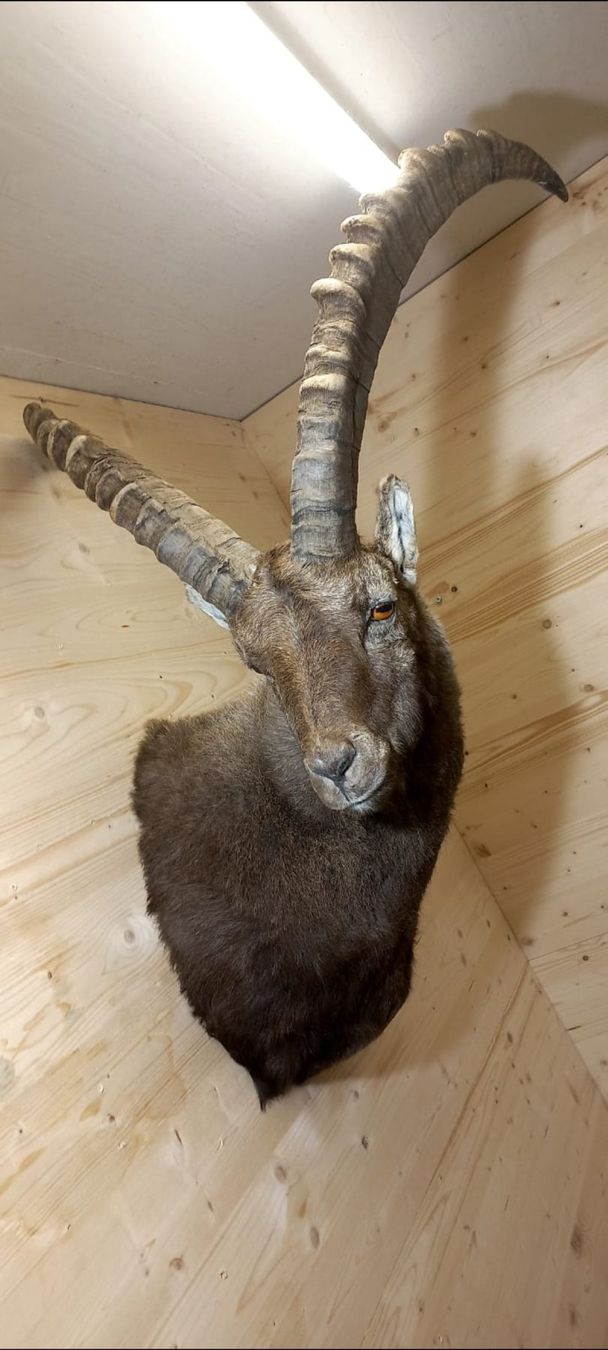 Welt der Tiere: Steinbock – Neu (gemäss Beschreibung) aus Mollis von Resel1985 7