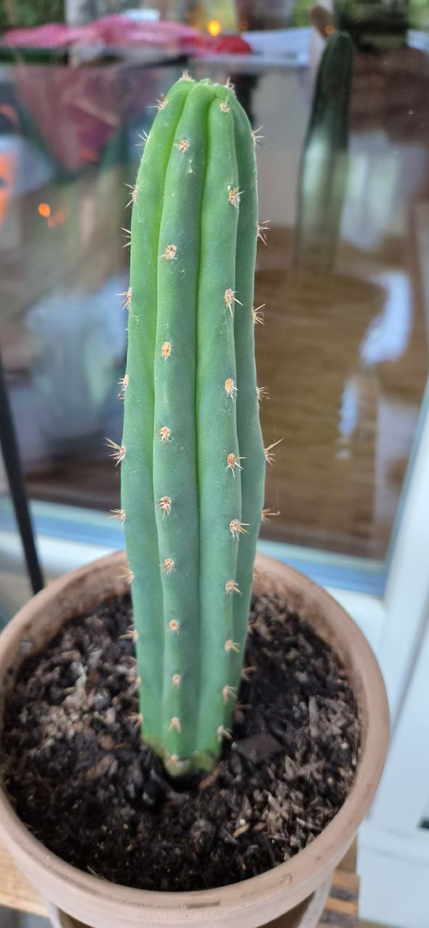 Piante & sementi: San Pedro Kaktus im Tontopf  – Usato da Bern venduto da Yanick026 1