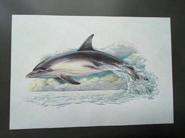 Poster & Bilder: DELPHIN - KUNSTDRUCK – Neu (gemäss Beschreibung) aus Honau von sainj 1
