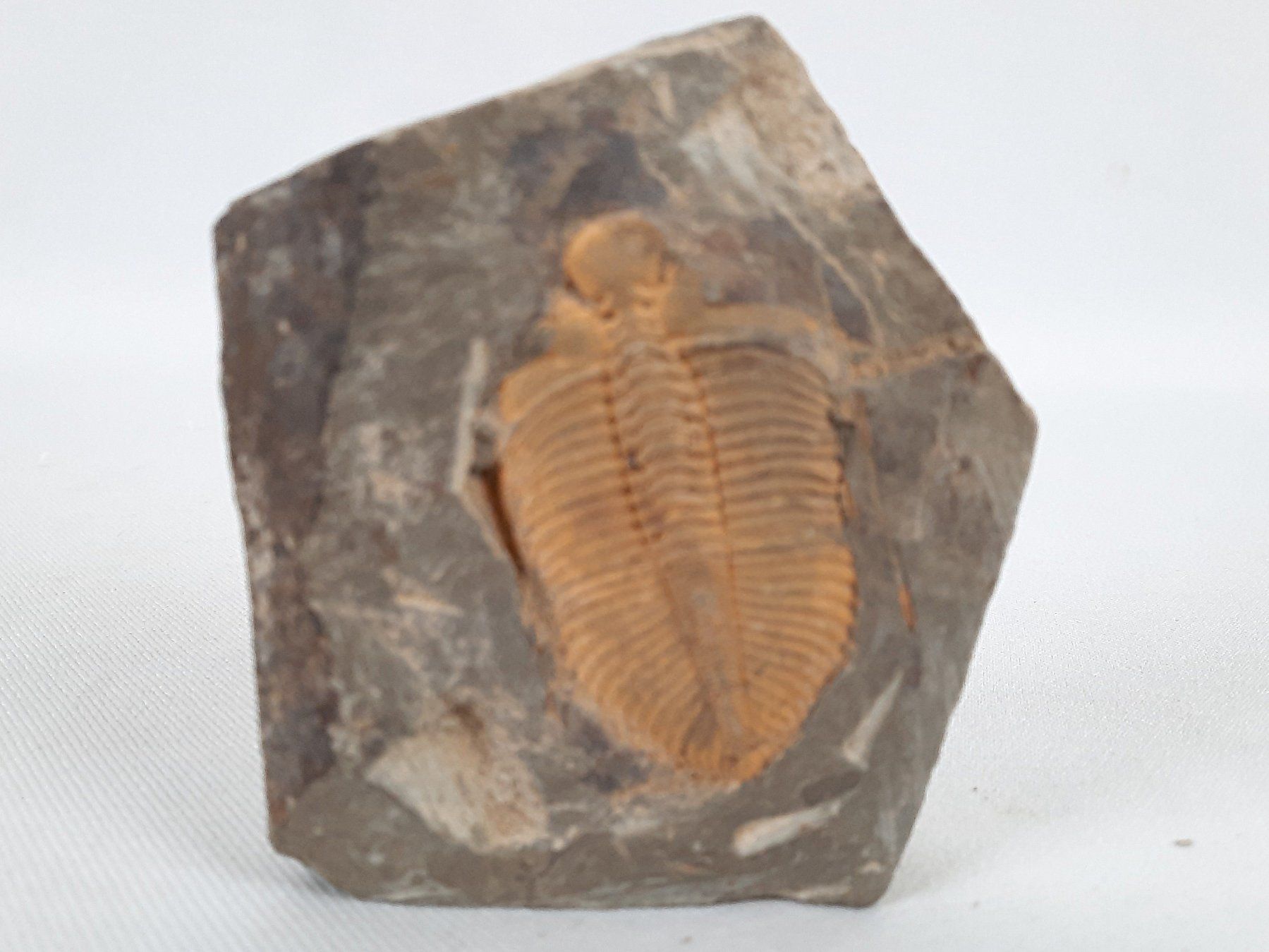 Fossili: Fossile Trilobiten in Matrix – Usato da Beinwil am See venduto da Restwert_Beinwil