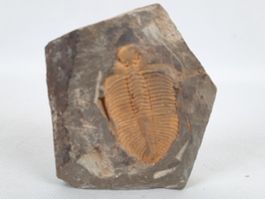 Fossile Trilobiten in Matrix