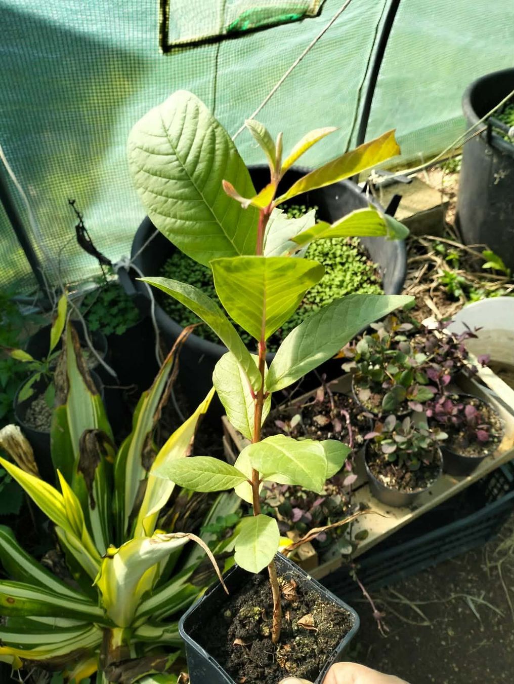 Piante & sementi: Goyavier LONG NECK 25cm  RARE – Usato da Bremblens venduto da FIBONACCI369 3
