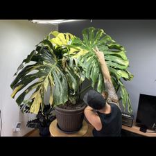 Profile image of kingcosta