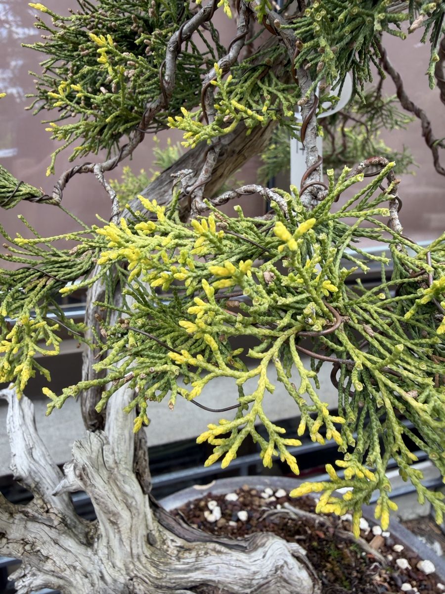 Piante & sementi: Juniperus Sabina /Sabina-Wacholder – Nuovo (secondo la descrizione) da Suhr venduto da BonsaiGutzi 2