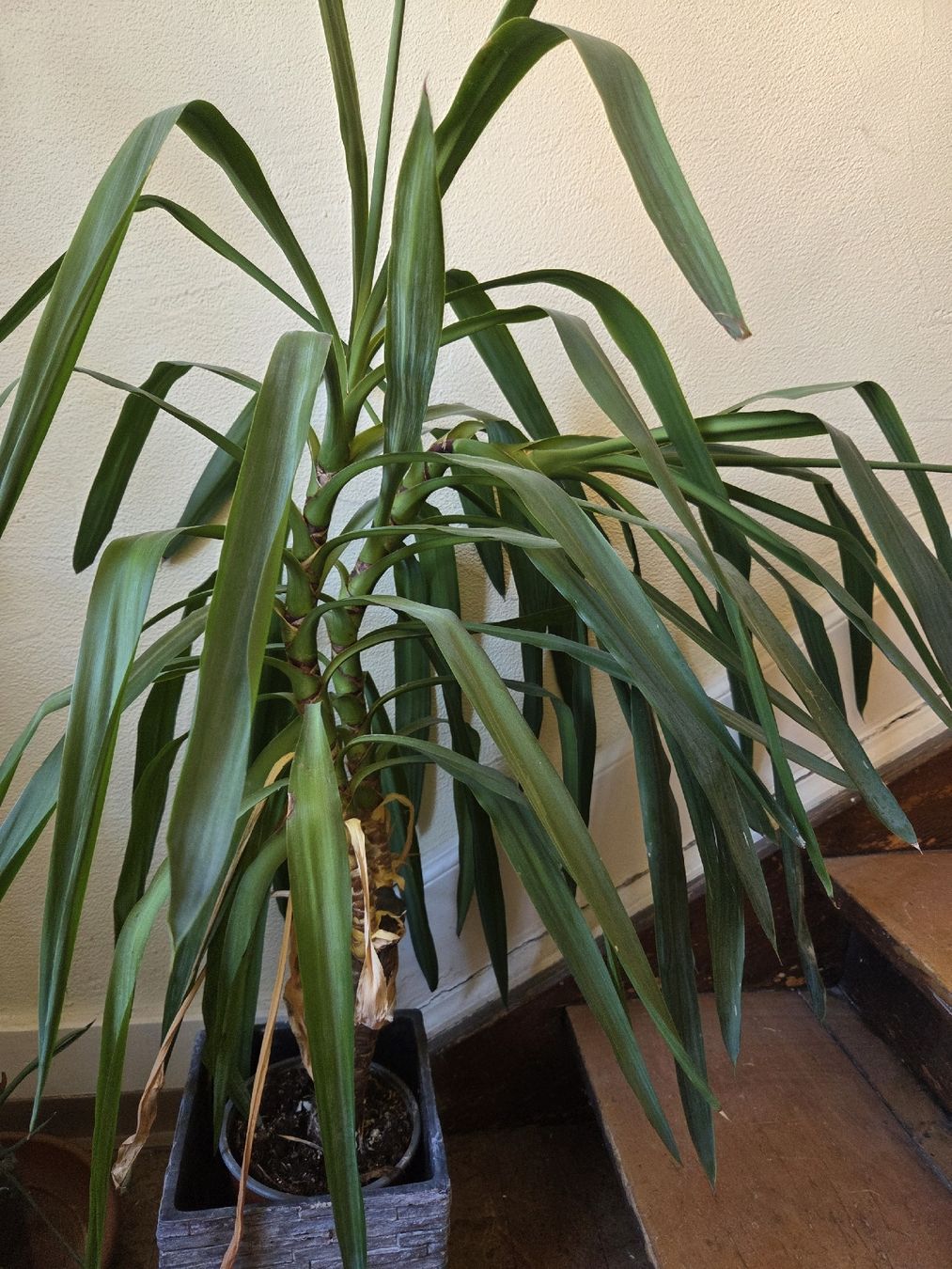 Pflanzen & Samen: Yucca Palme – Gebraucht aus Wädenswil von weihpos