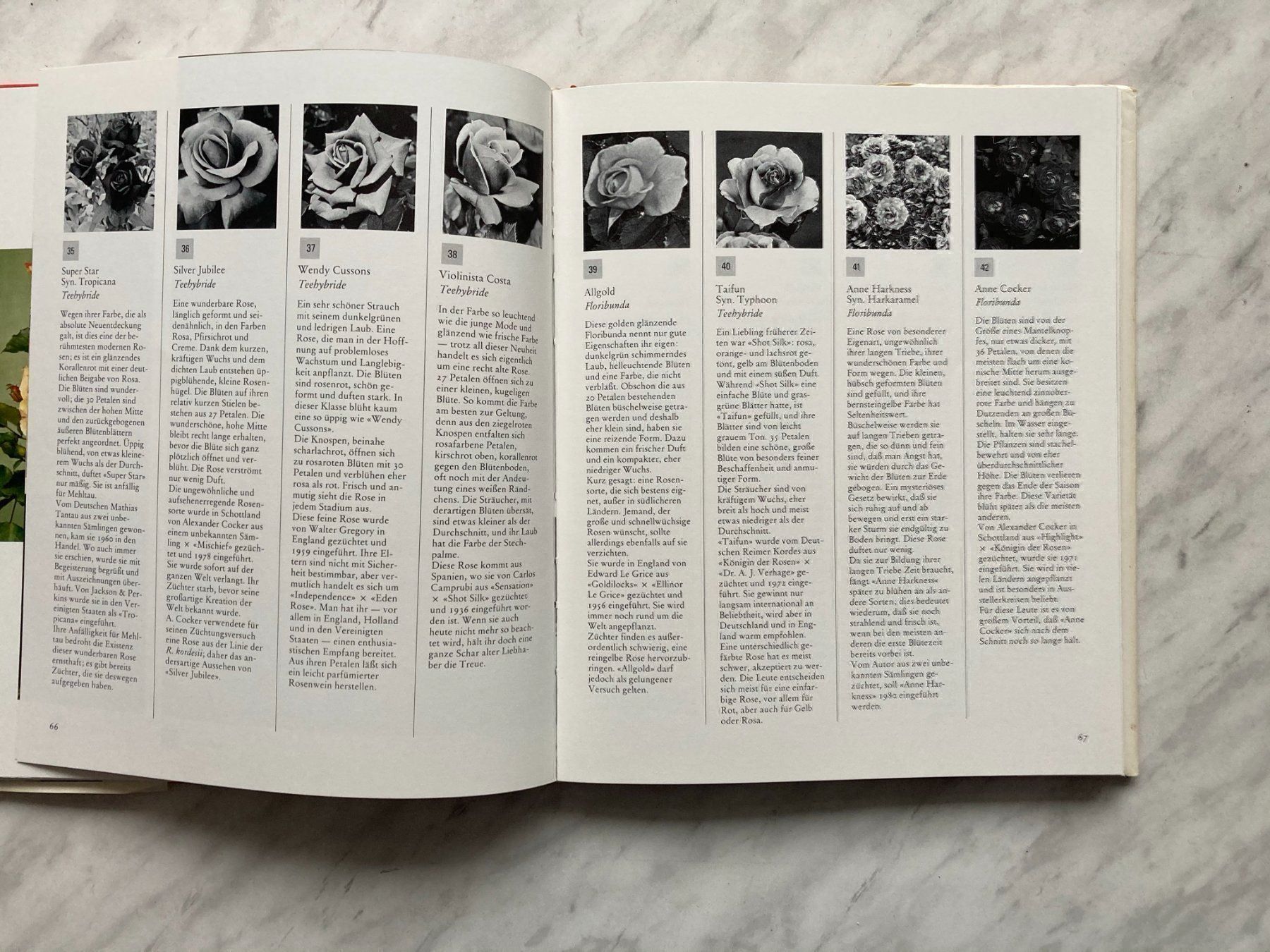 Libri: Die schönsten Rosen der Welt – Usato da Mirchel venduto da buecher_wurm 6