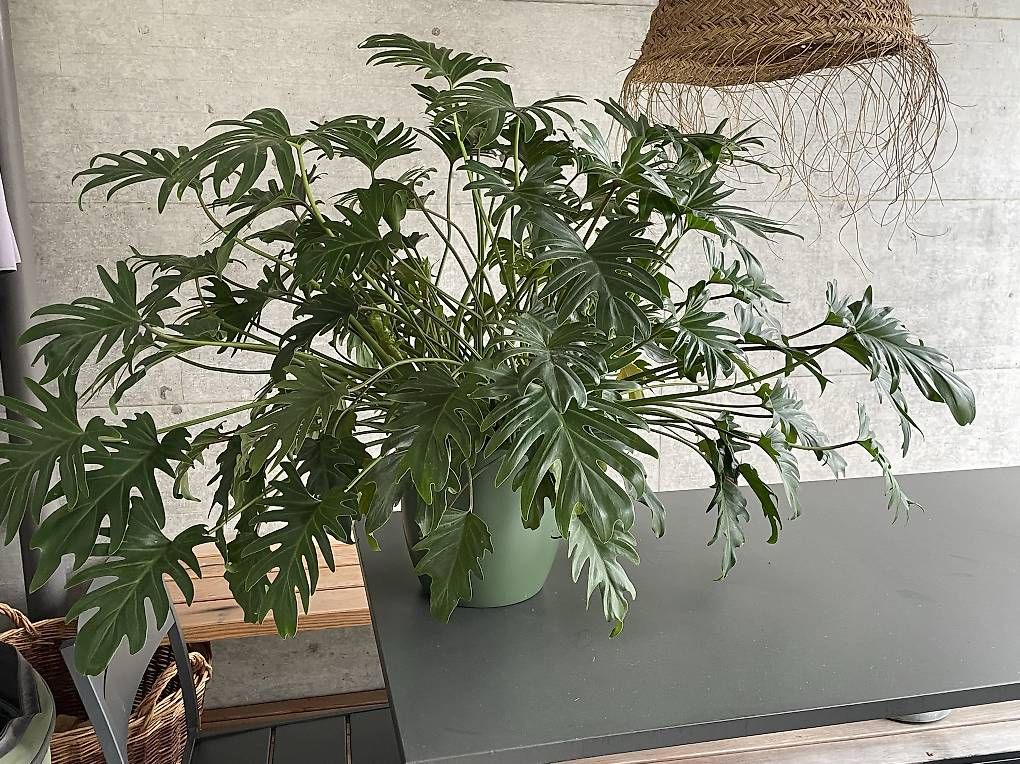 Plantes & graines: Zimmerpflanze – D'occasion à Olten par Palmaille