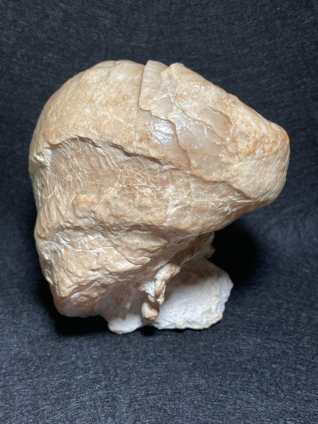 Fossili: Grande Huitre spiralée, rare – Nuovo (secondo la descrizione) da Cernier venduto da Tashi_Delek 4