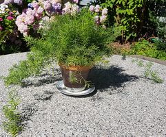 Sehr schöner Asperagus (3jährig) in schönem Tontopf