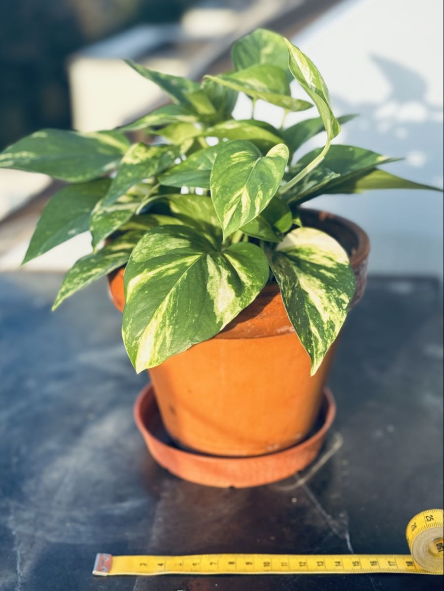 Plantes & graines: Easy care 3-Houseplants ⭐️ – D'occasion à Zürich par Bumble3 2