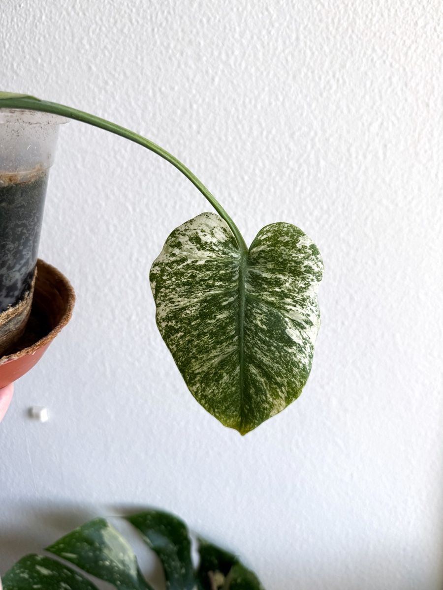 Piante & sementi: Monstera White Monster – Nuovo (secondo la descrizione) da Bern venduto da Lucas_Ma 1