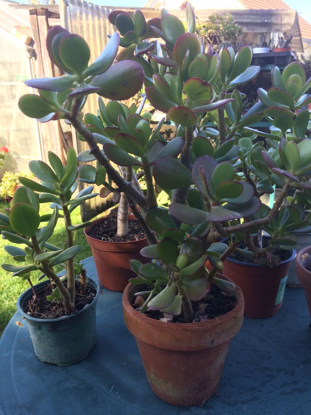 Pflanzen & Samen: Crassula ovata – Neu (gemäss Beschreibung) aus Vinelz von Wellensittich55 8
