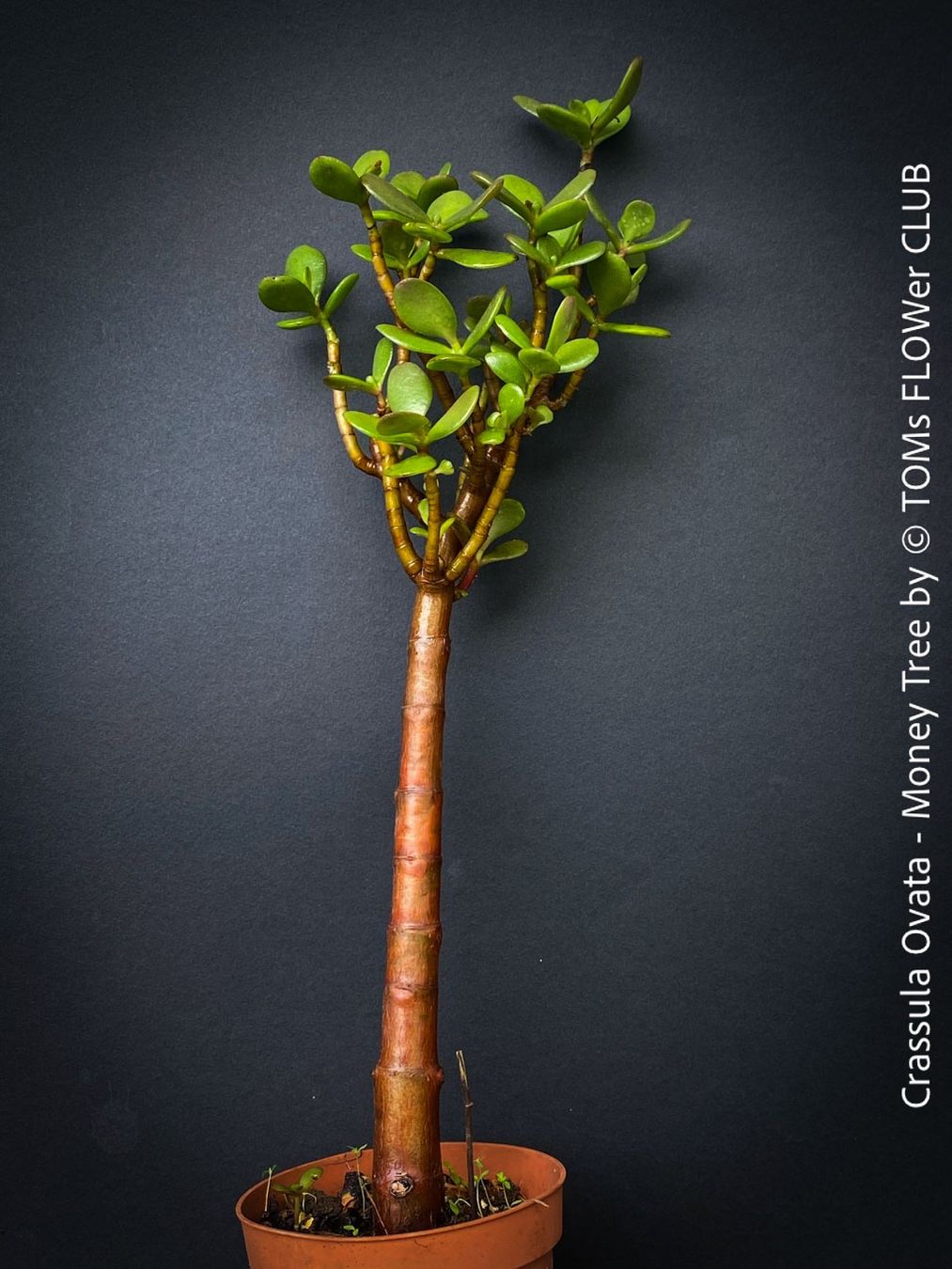 Piante & sementi: Crassula Ovata - Geldbaum rund 50cm - 8J Bäumchen – Nuovo e nell'imballaggio originale da Adliswil venduto da asTOMas963 1