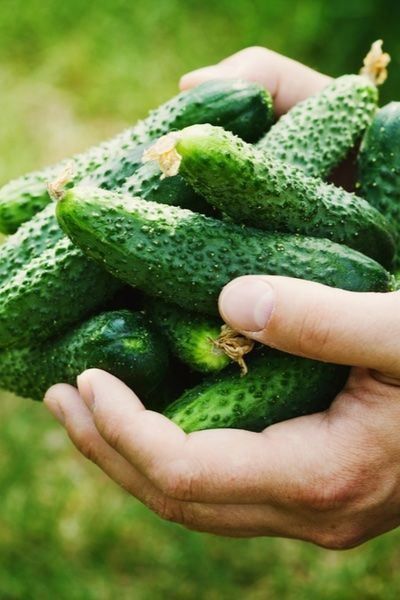 Piante & sementi: 30 Samen Gurke HOMEMADE PICKLES – Nuovo (secondo la descrizione) da Ehrendingen venduto da VerveinaSamen