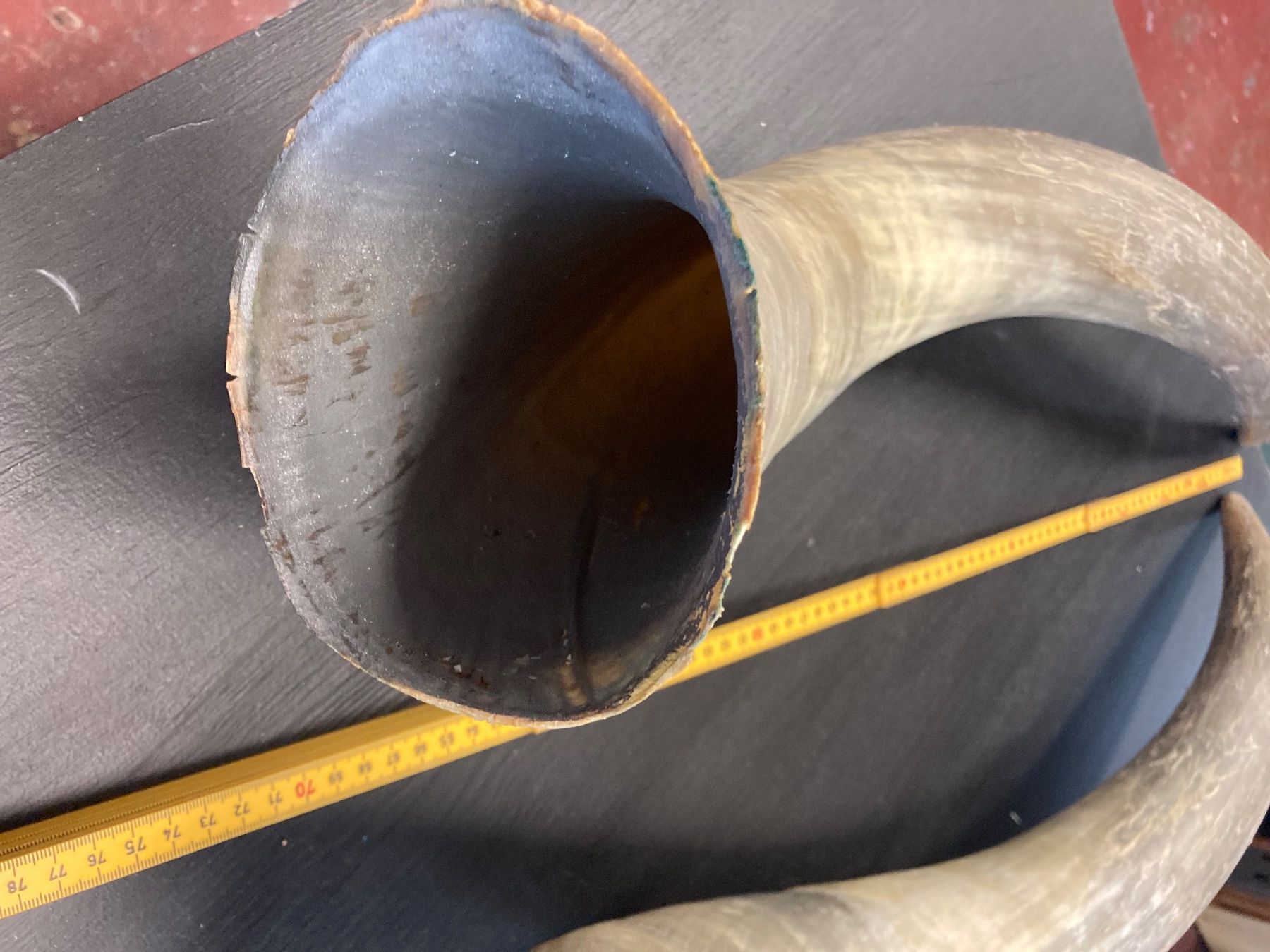 Welt der Tiere: 2 Rinderhörner 70-80 cm lang – Gebraucht aus Grosswangen von arum01 2