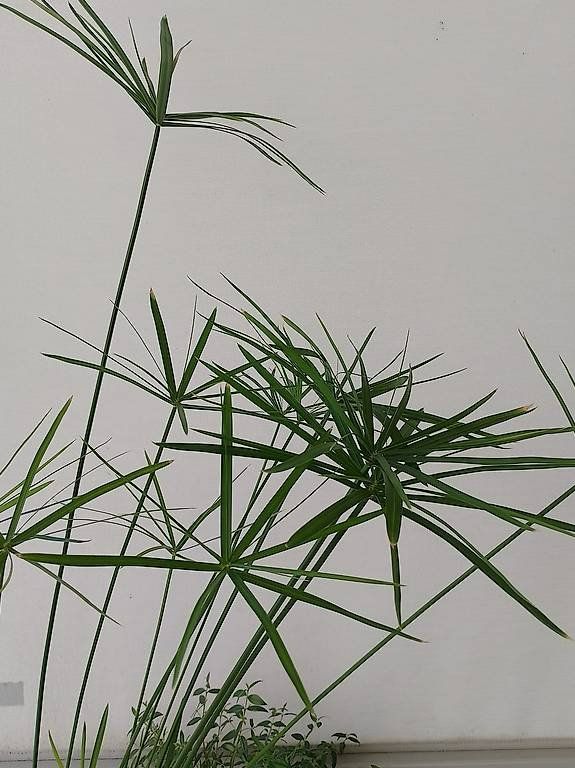 Piante & sementi: 5x Cyperus Alternifolius PAPYRUS STECKLINGE Zypergras NEU!!! – Nuovo e nell'imballaggio originale da Zürich venduto da flora044 1