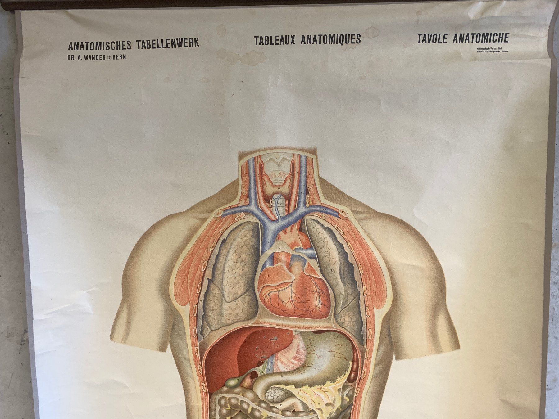 Foto & Immagini: Anatomisches Tabellenwerk Organe – Usato da Ottikon venduto da Hogdog 1