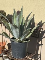 Agave
