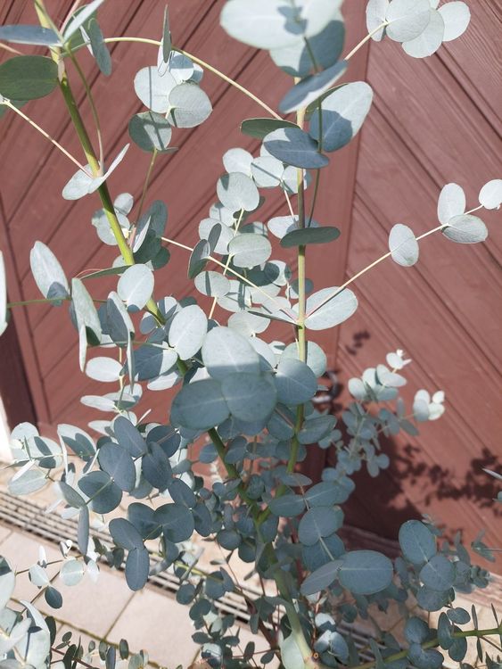 Eukalyptus Gunnii Pflanze Kaufen auf Ricardo