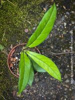 Hoya Crassipetiolata - was für ein Blatt-Muster