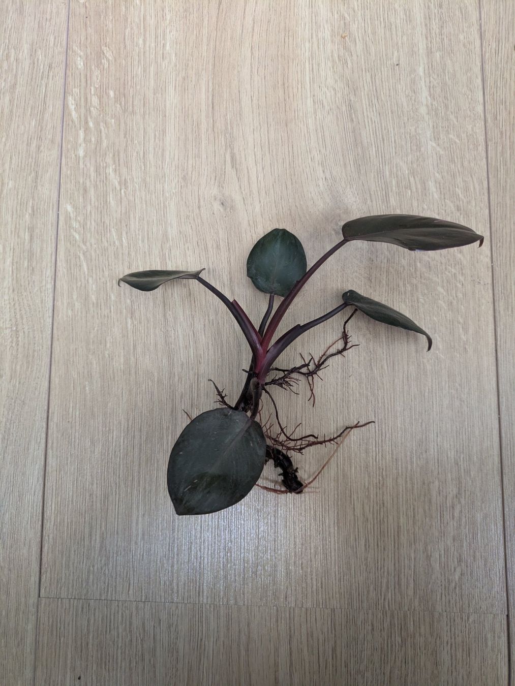 Piante & sementi: Philodendron Pink Princess - Rare – Usato da Winkel venduto da Kade50