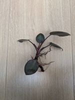 Philodendron Pink Princess - Rare