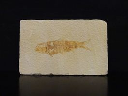 Versteinerter Fisch Fossil KNIGHTIA EOCAENA GREEN RIVER USA