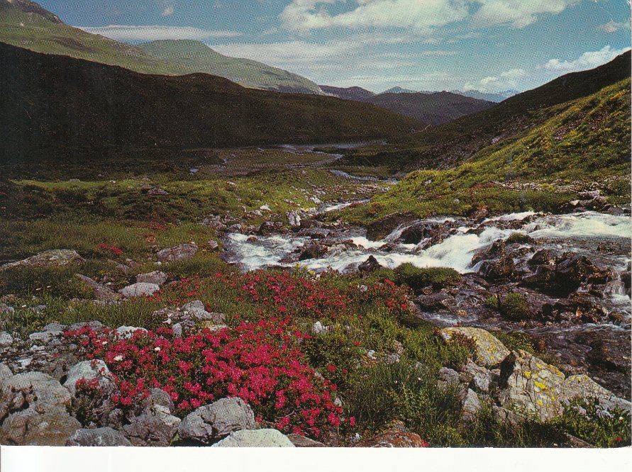 Ansichtskarten: Arosa Plessur 1978 – Gebraucht aus Bürglen TG von StampGraf
