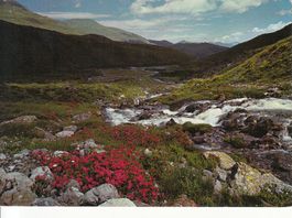 Arosa Plessur 1978
