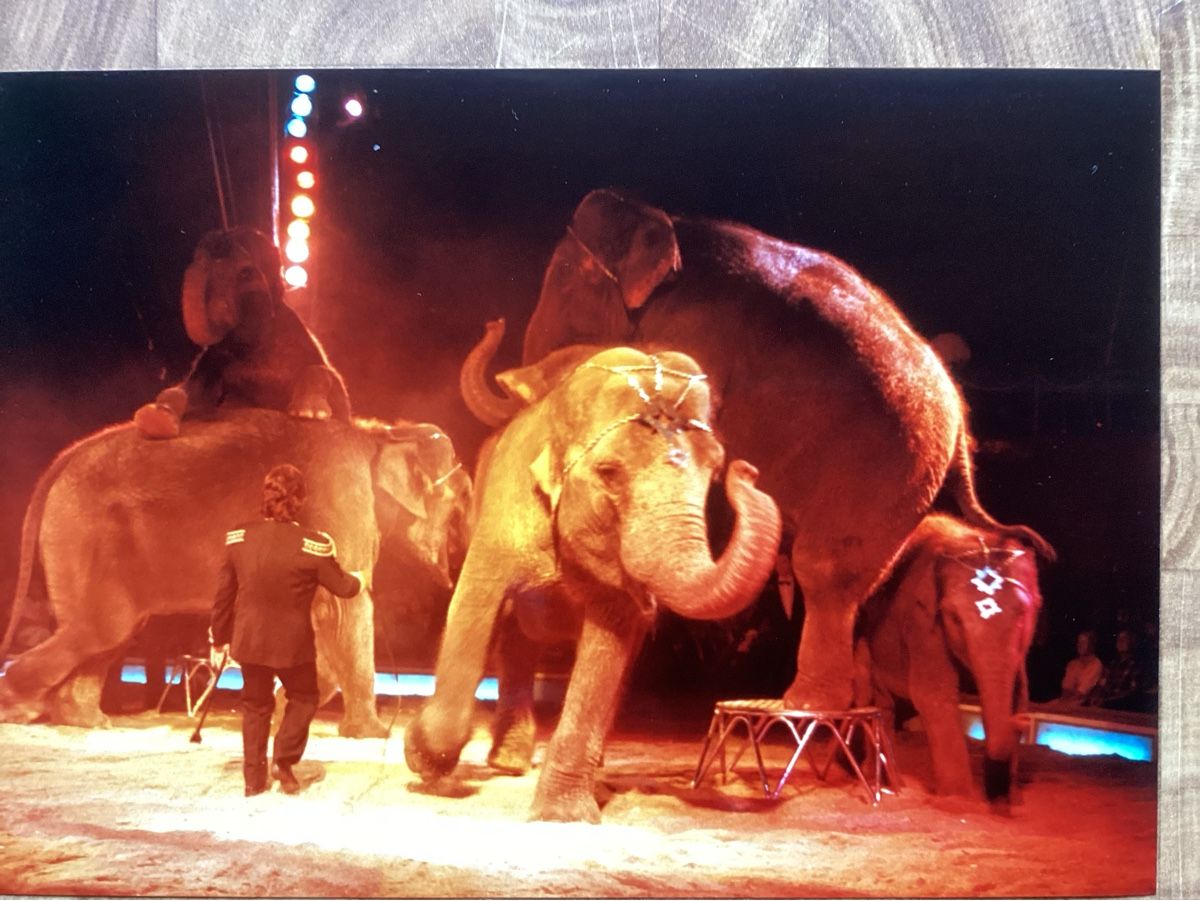 Poster & Bilder: Circus Knie Foto 1990 – Gebraucht aus Reichenbach i. K. von astra2010