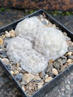 Kakteen, Pflanzen, Mammillaria plumosa