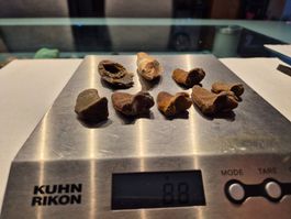Fossilien Sammlung Höhlenbär Löwe Zahn Versteinerung Bär