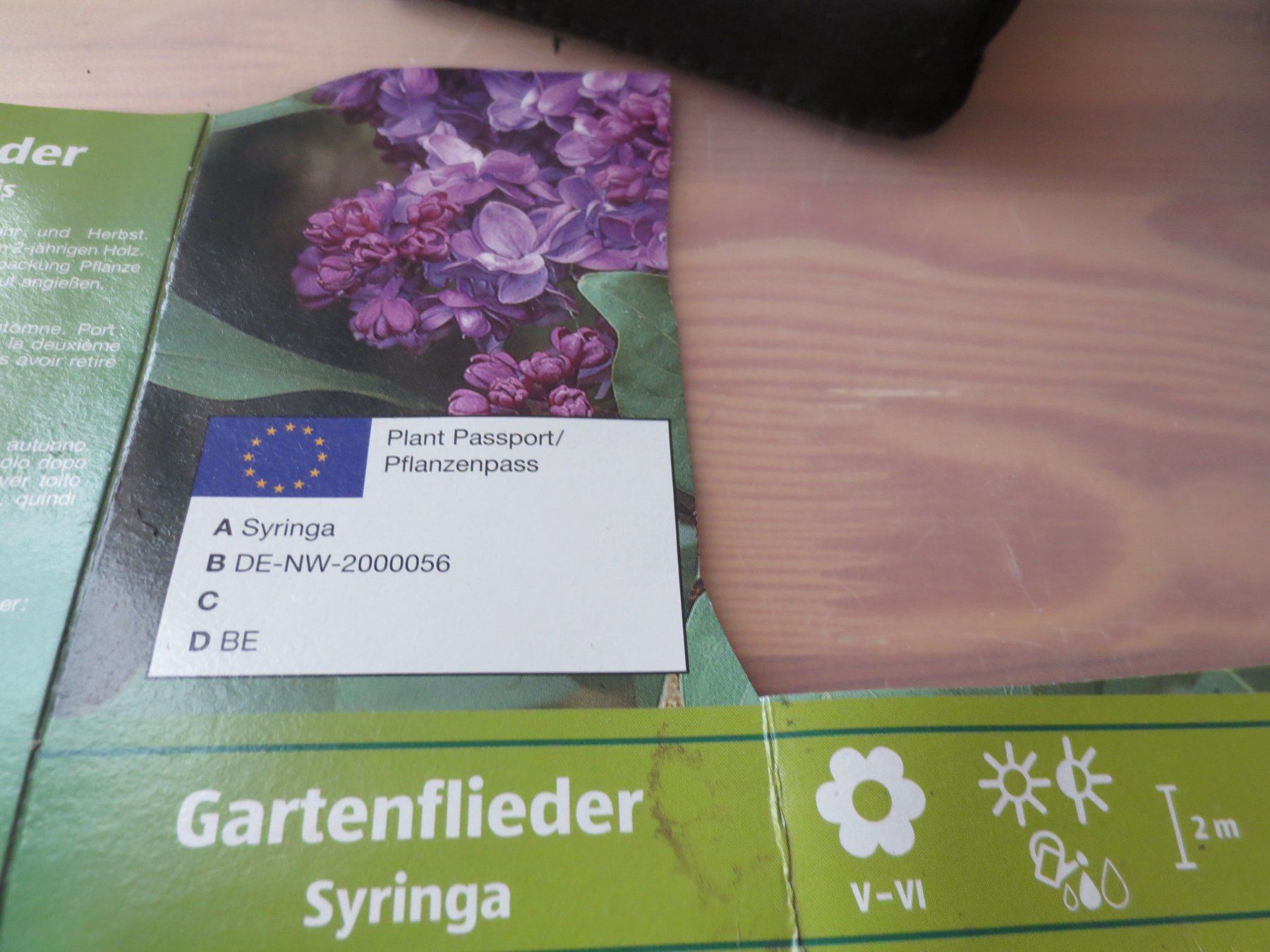 Piante & sementi: Gartenfliederr violett, ohne Topf – Usato da Horgen venduto da hkek01 1