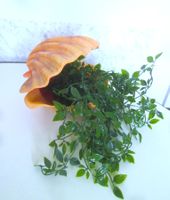 Muschelvase – Gestecke