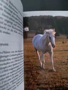 Bücher: Kleine Pferdegeschichten – Gebraucht aus Schöfflisdorf von kkb_7j7y 1