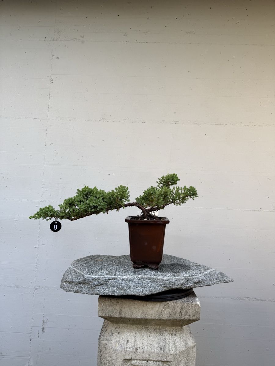 Plantes & graines: Juniperus Kaskaden-Bonsai AB 1.-  – D'occasion à Gossau SG par SolitariusBotanica 6