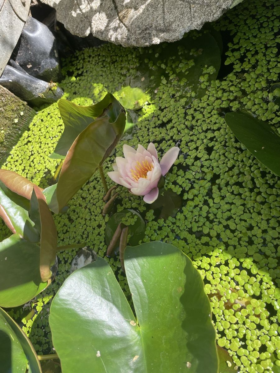 Piante & sementi: Zwerg-Seerose  – Nuovo (secondo la descrizione) da Bäretswil venduto da Evamaria1 2
