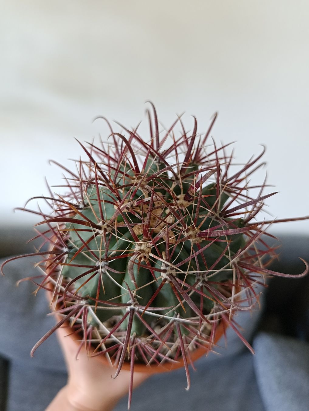 Plantes & graines: Ferocactus  – D'occasion à Baar par L.isa28 2