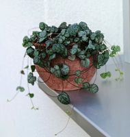 Ceropegia woodii