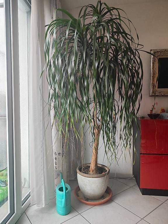 Plantes & graines: Pflanze Elefantenfuss – D'occasion à Ittigen par Miami111