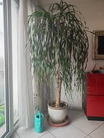 Pflanze Elefantenfuss
