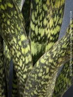 Sansevieria Trifasciata Jamaiquina aus eigener Vermehrung
