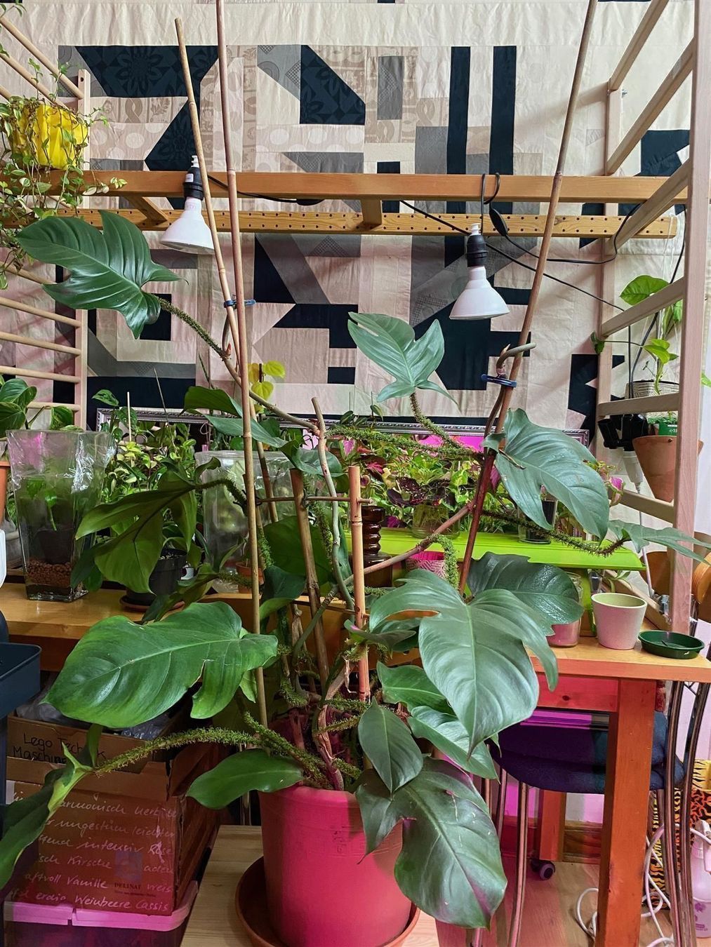Piante & sementi: Philodendron squamiferum, Jungpflanze – Usato da Winterthur venduto da Aniger 5