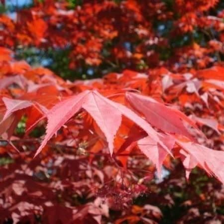 Piante & sementi: Erable rouge  ( acer rubrum )  20cm – Nuovo (secondo la descrizione) da Bremblens venduto da FIBONACCI369 3